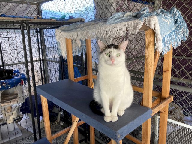 Animal Assistance League of Orange County