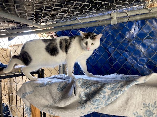 Animal Assistance League of Orange County