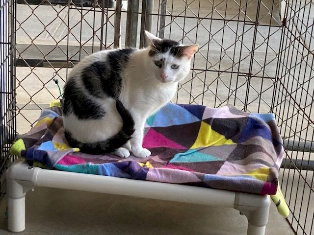 Animal Assistance League of Orange County