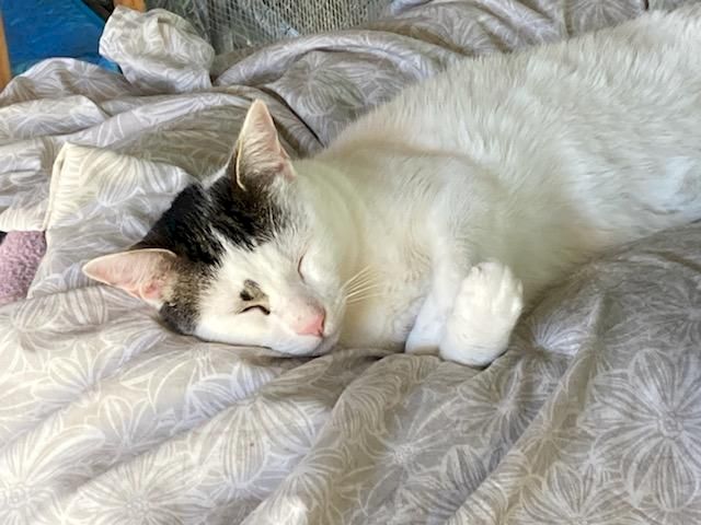Animal Assistance League of Orange County