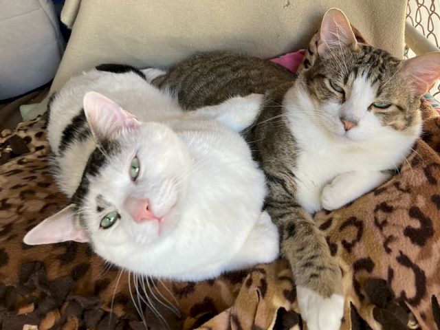 Animal Assistance League of Orange County
