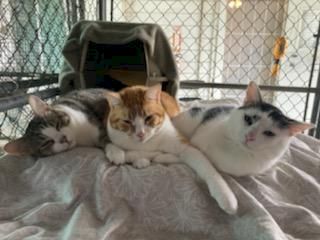 Three kittens snuggled together on a blanket inside a fenced enclosure&mdash;calico, orange, and white&mdash;resting close together.