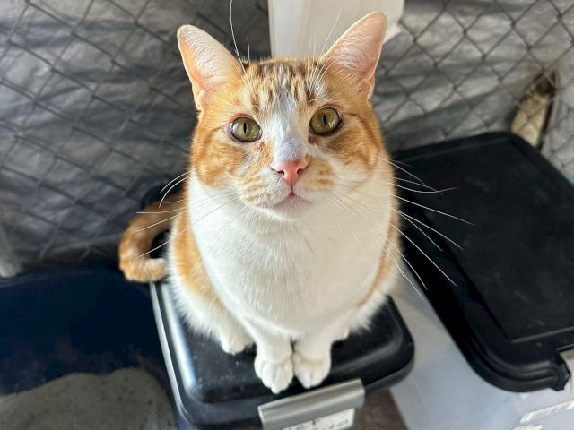 A close-up of a curious orange tabby cat with green eyes, looking up from a blue-and-gray cushion.