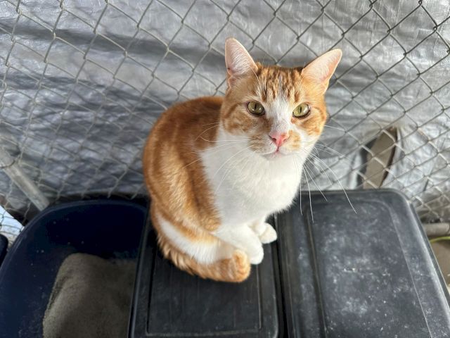 A ginger-and-white cat sits on a patio table, peering at the camera through a chain-link fence.