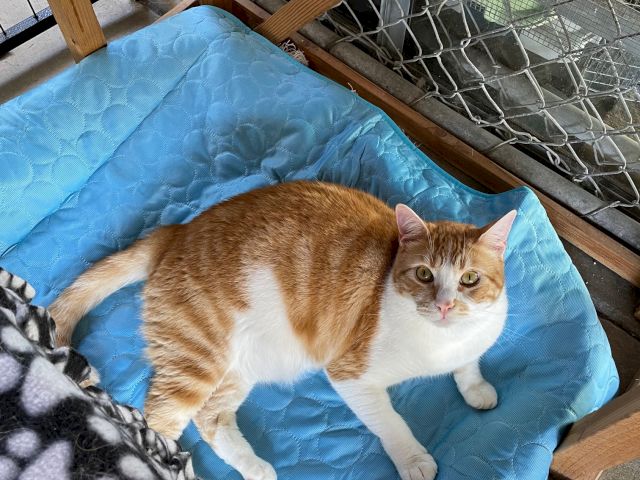An orange-and-white cat lounges on a blue cushion in a sheltered pen while gray kittens huddle beside it.