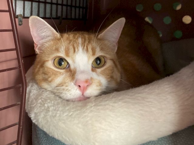 An orange-and-white cat peeks out from a blanket in a cozy room.