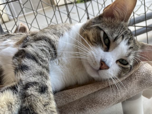 A tabby-and-white cat lounges on a cushioned perch through a wire mesh enclosure, looking at the camera.