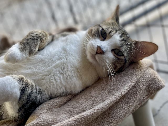 A tabby-and-white cat naps curled on a cozy blanket, relaxing and looking content in a sunny spot.