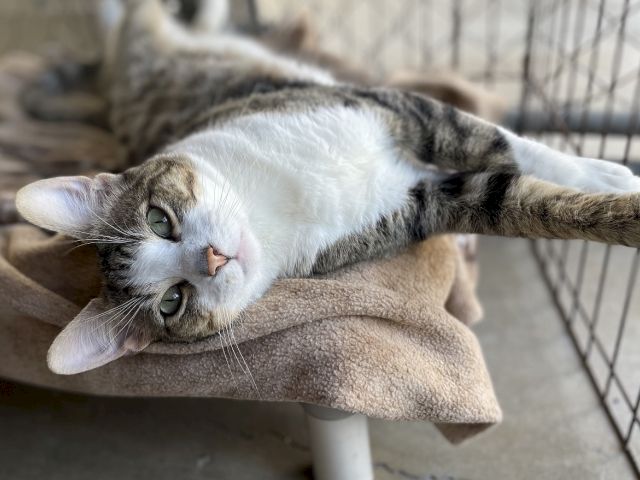 A fluffy tabby-and-white cat naps belly-down on a cushion, relaxed with paws stretched out, in a patio enclosure.