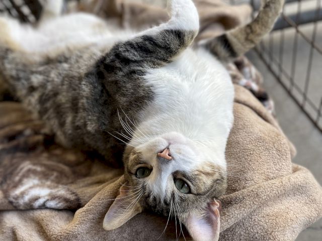 A gray-and-white tabby cat lounges on a blanket, holding a paw up and looking curious in an indoor pen.