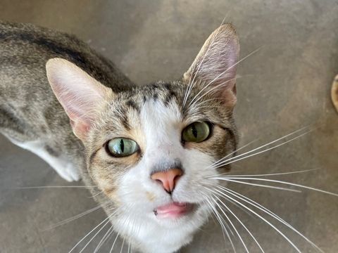 A gray-and-white tabby cat with green eyes lounges indoors, looking up with a calm, slightly curious expression.