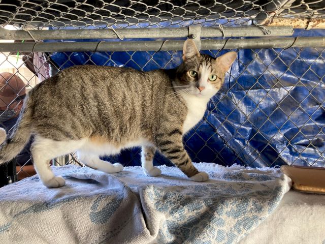 A tabby-and-white cat lounges on a blanket inside a metal kennel, framed by a chain-link barrier.