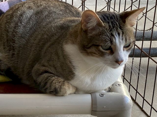 A gray-and-white cat is lying on a white surface beside a metal cage, looking sleepy and calm.