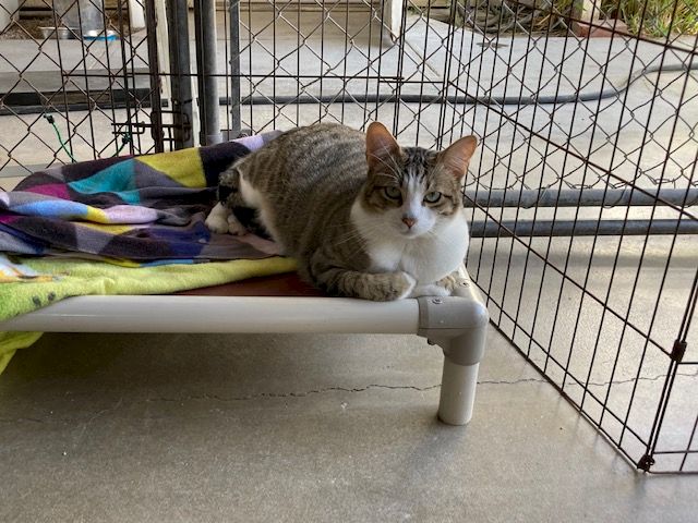 A gray-and-white cat lounges on a cushion inside a fenced pen, looking toward the camera.