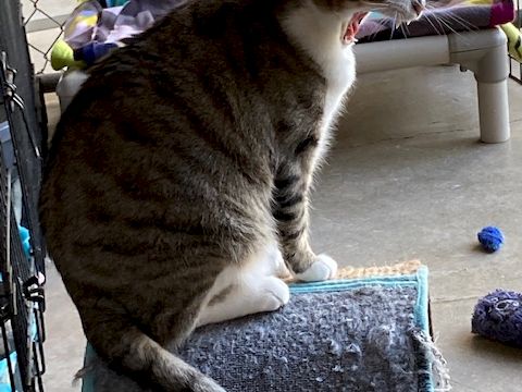 A brown-and-white cat lounges on a grey cushion in an outdoor enclosure, stretching and yawning.