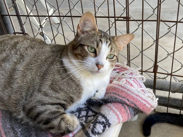 A gray-and-white cat lounges in a wire cage, cuddling a pink-and-white striped blanket.