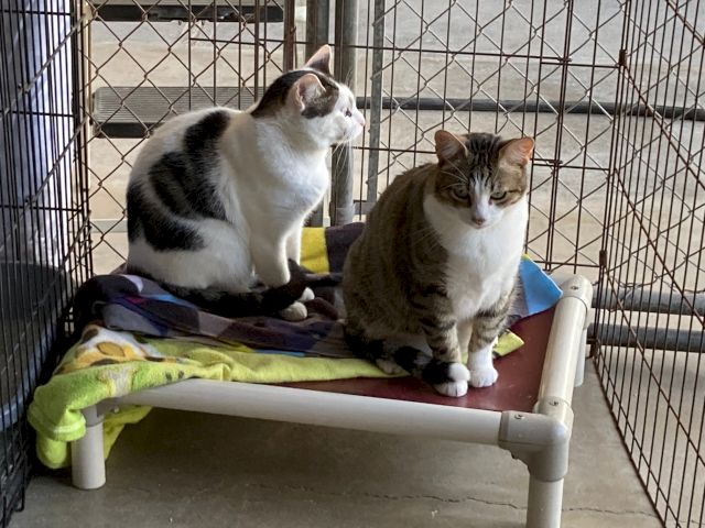 Two cats, one white-and-gray and one brown-and-white, lounge together on a cushioned bed inside a metal crate.