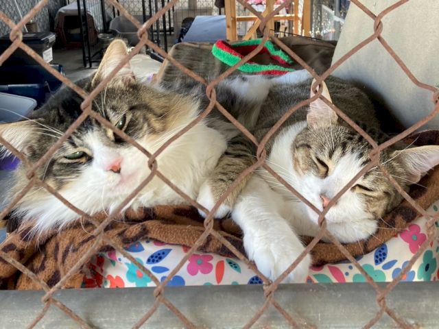 Two tabby-and-white cats are napping side by side on a cushioned bed inside a cage, looking very cozy and sleepy.