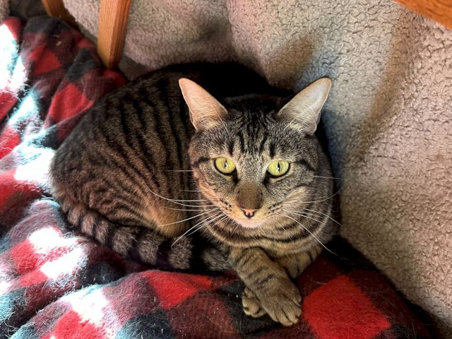 A gray tabby cat lounges on a couch cushion, half-buried in a blanket, looking up with bright yellow eyes.