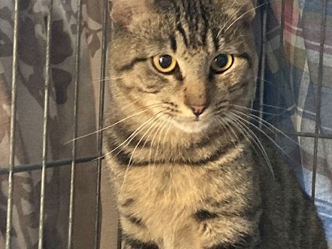A tabby cat with amber eyes sits calmly in a metal crate, looking at the camera.