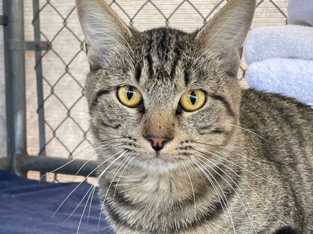A gray tabby cat with yellow eyes sits indoors on a couch, gazing at the camera with whiskers and an alert expression.