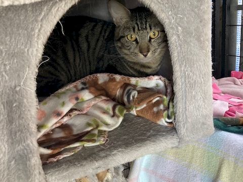 A tabby cat peers from a cozy blanket cave while newborn kittens squirm nearby, hidden in a warm den.