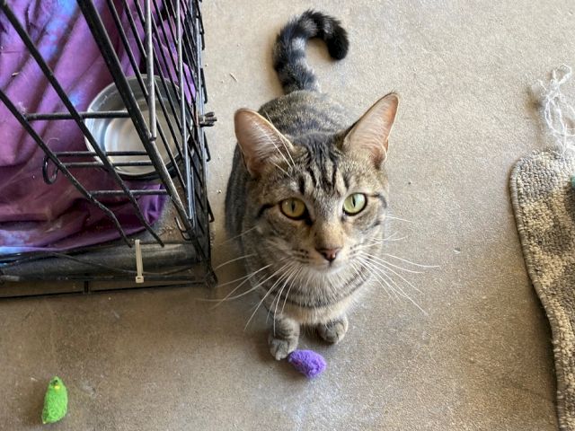 A gray tabby cat sits on the floor by a metal pet cage, a purple blanket, and a fuzzy scratching post.