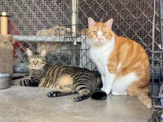 Two cats&mdash;one orange-and-white and one tabby&mdash;lie together in a metal cage beside a small dish.
