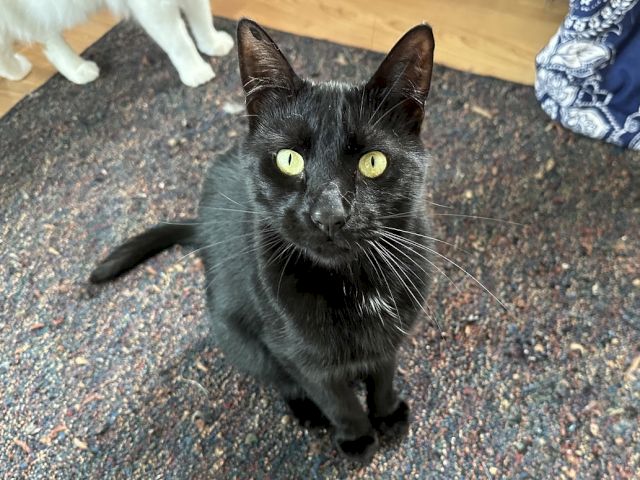 A black cat with bright yellow-green eyes walks on a carpeted floor indoors, looking straight at the camera.