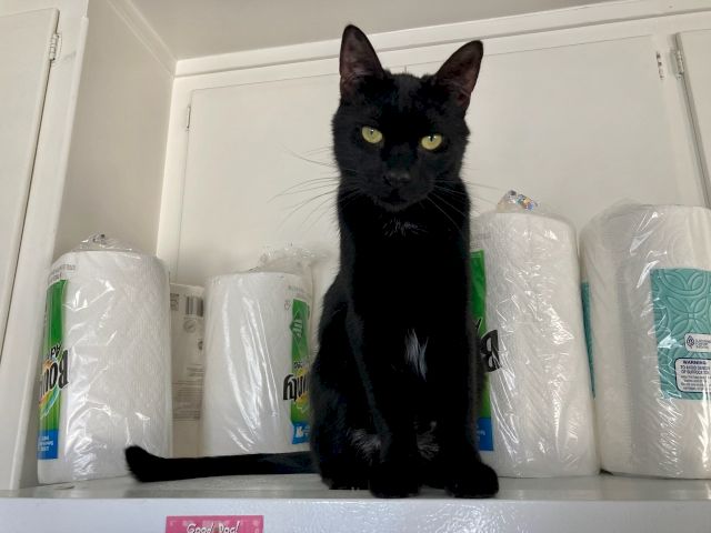 A black cat sits in a storage shelf of rolled paper products, staring out with bright yellow eyes.
