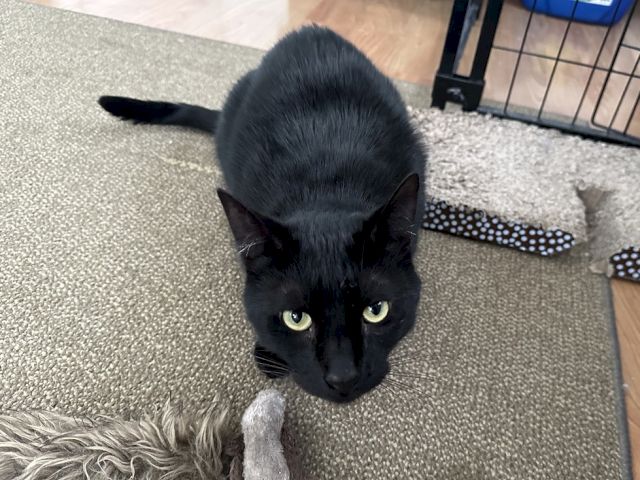 A black cat with yellow-green eyes crouches on a carpet near a plush mouse toy.