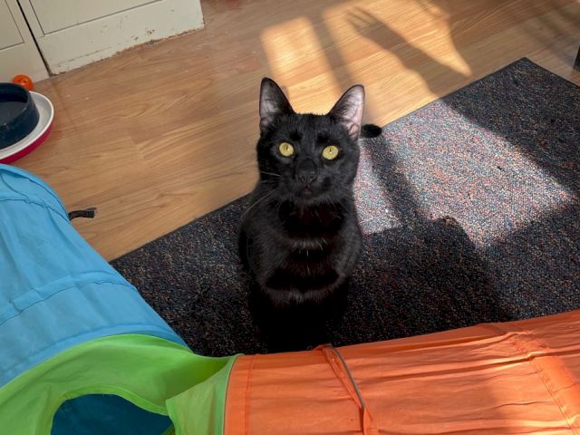 A black cat sits on a colorful play tunnel on a rug in a room near a crate and trash can.