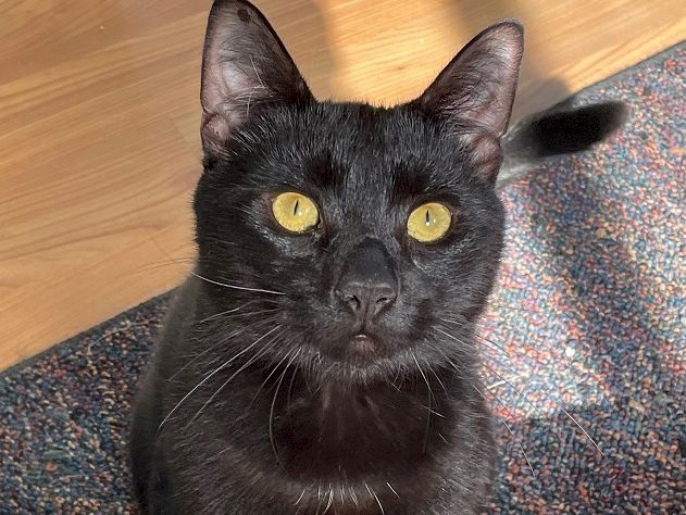 A black cat with bright yellow eyes sits indoors on a carpet, looking straight at the camera, calm and curious.