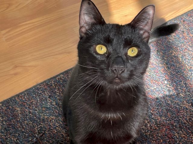 A black cat with bright yellow eyes sits on a carpet near some colorful items, looking straight at the camera.