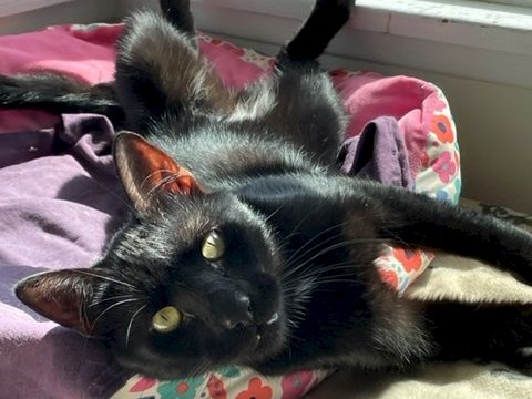 A black cat with big golden eyes is sprawled on a bed with paws up, snuggling on a pink blanket.