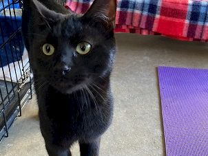 A black cat stands in a pet kennel by a red-and-blue blanket and a purple yoga mat, with its tail up and eyes wide.