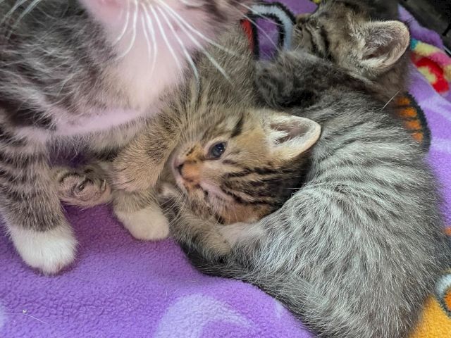 A tiny gray tabby kitten is cuddled up with a larger cat on a colorful blanket, looking calm and sleepy.