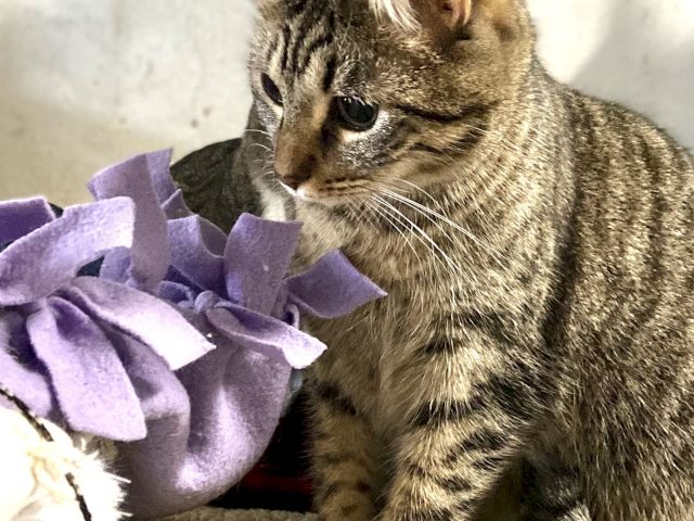 A gray tabby cat lounges on a purple blanket, looking curiously toward the camera with relaxed eyes.