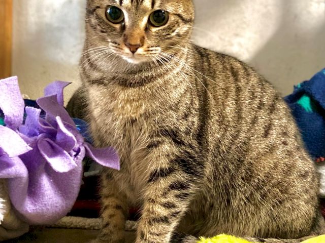 A tabby cat sits on a couch, eyes wide, with purple and bright yellow toys nearby.