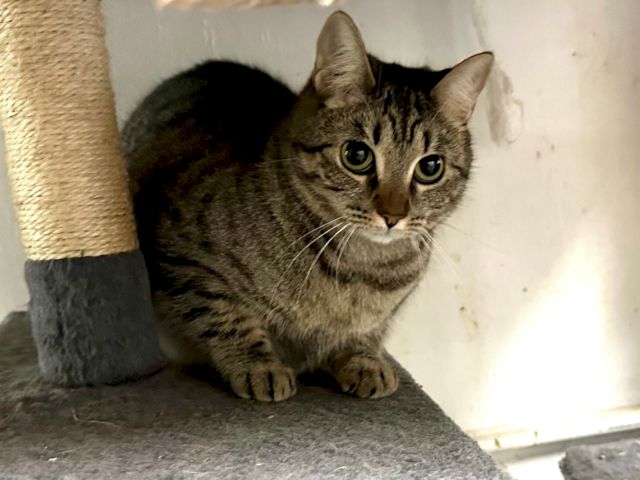 A gray tabby cat lounges on a scratching post, staring at the camera with big eyes.