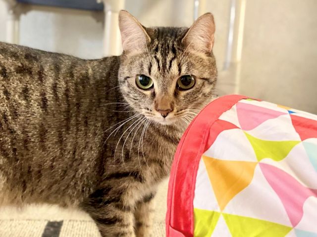 A tabby cat sits beside a colorful inflatable play tunnel, watching the camera with big green eyes.