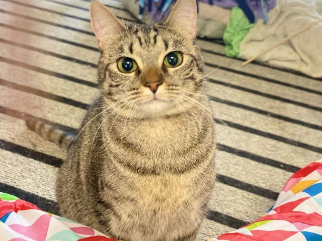 A tabby cat with big green eyes sits on a colorful blanket, looking straight at the camera.