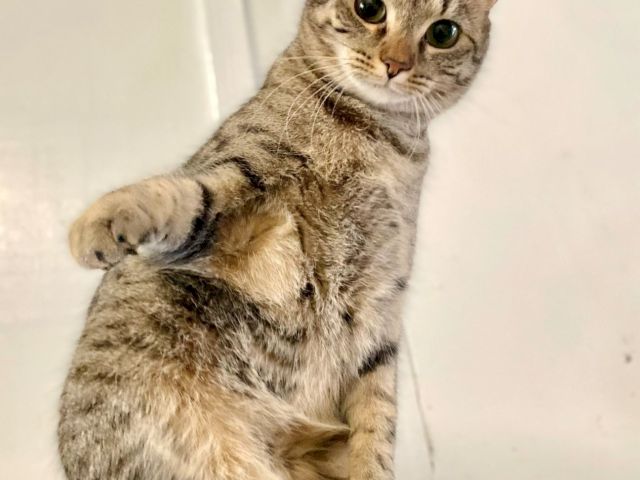 A tabby kitten sitting upright on a gray cushion, looking at the camera with wide green eyes.