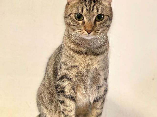 A tabby cat with big green eyes sits on a cozy cat tree, looking straight at the camera.
