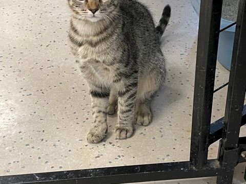 A small tabby kitten sits indoors on a speckled floor near a metal-framed door, looking up with wide eyes.