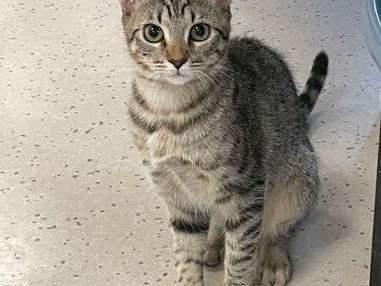 A gray tabby cat with green eyes sits on a tiled floor, looking up.