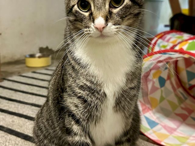 A tabby cat sits on a table by a window, wide-eyed and staring at the camera like it wants treats or attention.