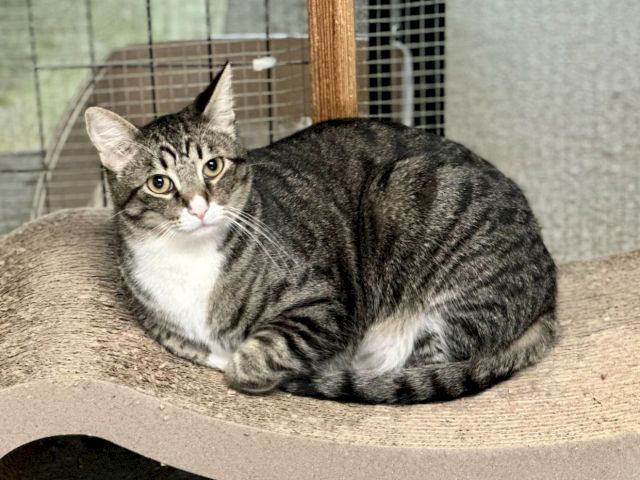 Two gray-and-white tabby kittens rest in a shelter pen, one cuddling close while the other watches softly.