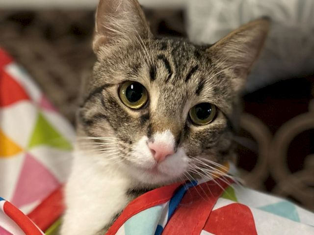 A tabby kitten with big, round eyes cuddles on a colorful blanket, looking up from the camera.