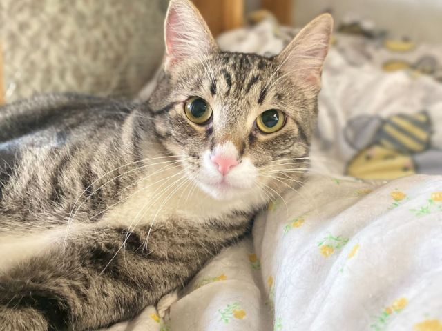 A grey tabby cat with big green eyes lounges on a bed covered in a light, patterned blanket.